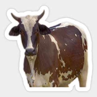 cow Sticker